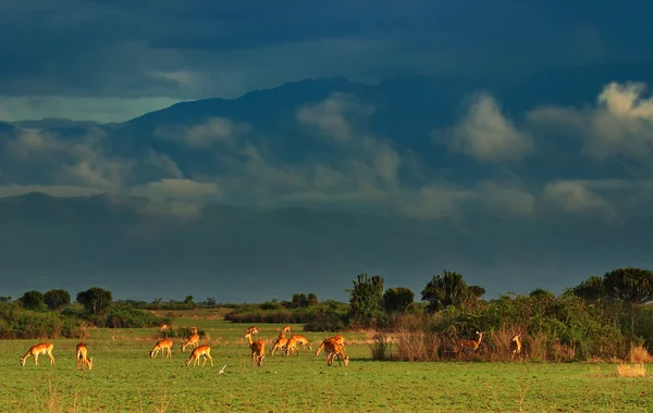 Mandria di antilopi nella savana africana — Foto Stock