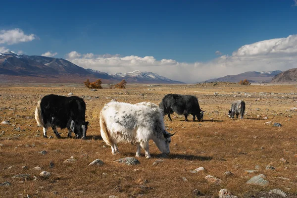 Yaks — Stock Photo, Image