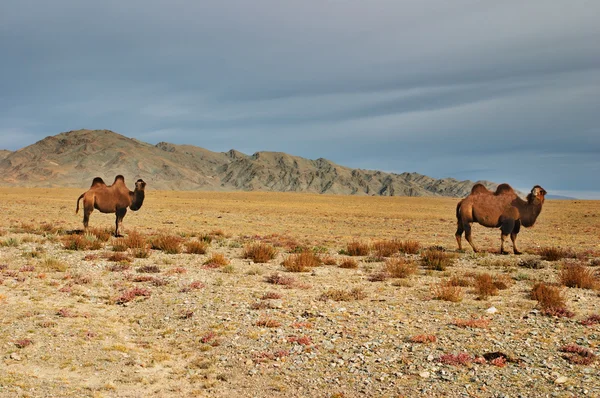 Dos camellos, desierto de Gobi, Mongolia —  Fotos de Stock