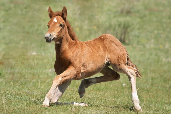 Lustiges Fohlen — Stockfoto