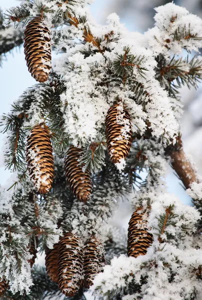 Frost covered fir tree with cones — Stock Photo, Image