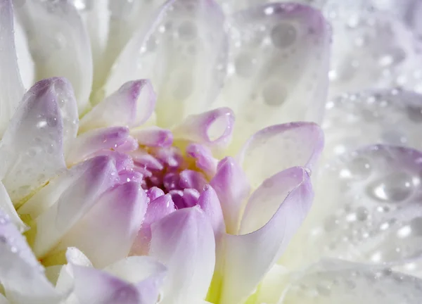 Primo piano di dalia bianca con gocce d'acqua — Foto Stock