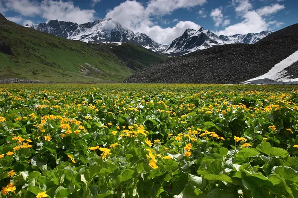 Spring in mountains