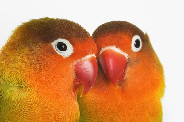 Pair of lovebirds isolated on white — Stock Photo, Image