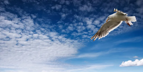 Blue sky and flaying seagull — Stock Photo, Image