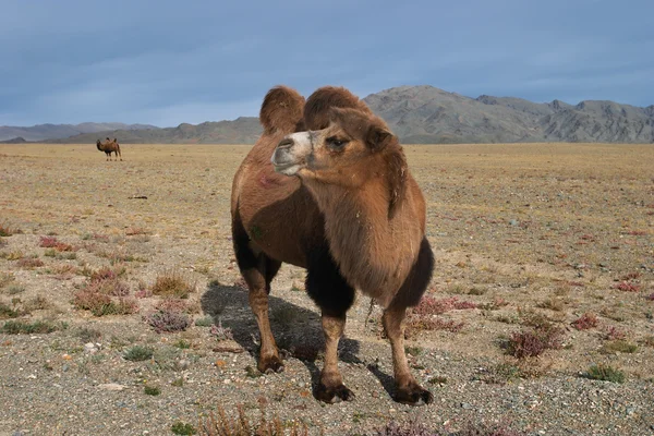 Camel in mongolian desert — Stock Photo, Image