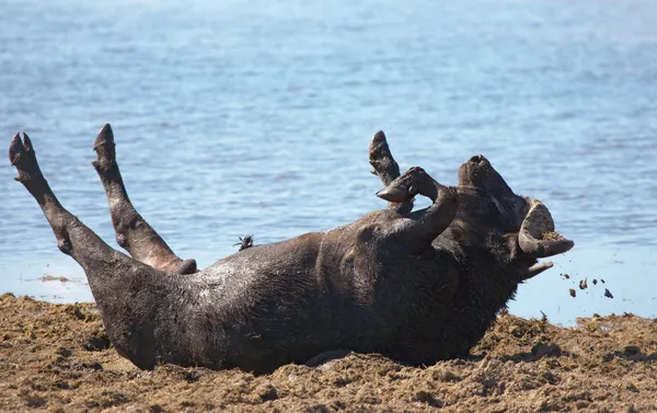 Wild buffalo wallowing in the mud, Chobe N.P., Botswana — Stock Photo, Image