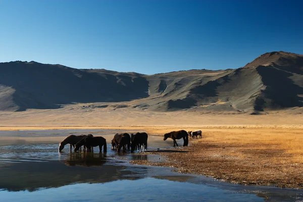 Herd of elephants at watering — Stock Photo, Image