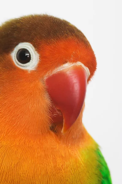 Lovebird — Stock Photo, Image