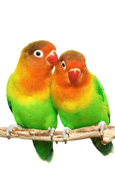 Пара влюблённых пташек агапорнис-фишери изолирована на белом — стоковое фото