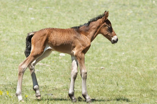 Pequeño potro —  Fotos de Stock