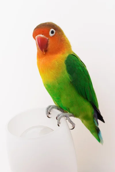 Papegoja dvärgpapegoja agapornis-fischeri — Stockfoto
