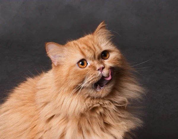 Кошка показывает язык — стоковое фото