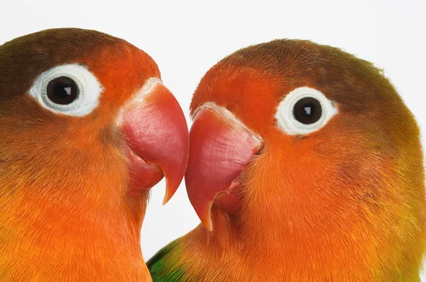 Pair of lovebirds — Stock Photo, Image