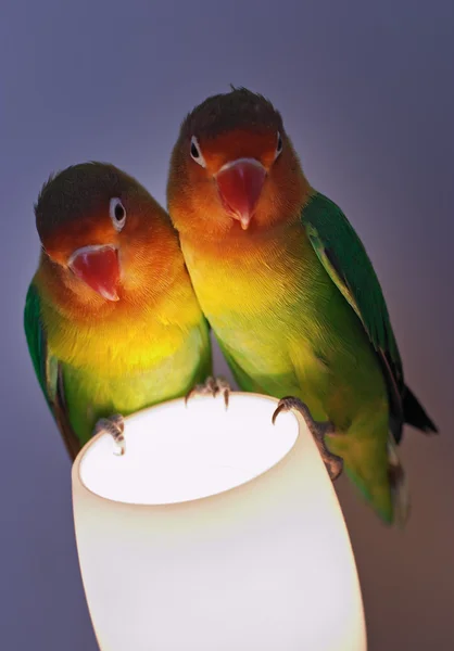 Papegaaien op een lamp — Stockfoto