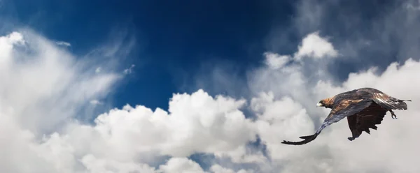 Blue sky and flaying eagle — Stock Photo, Image