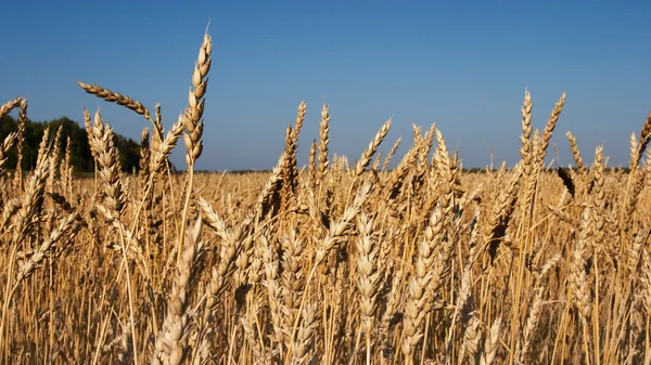 Campo de trigo — Fotografia de Stock