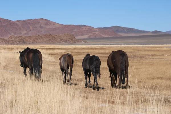 Horses in steppe — Stok fotoğraf