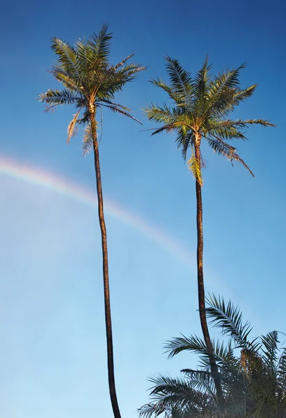 Dos palmeras y un arco iris en el cielo azul cerca de Victoria Waterfall, Zimbabue — Foto de Stock