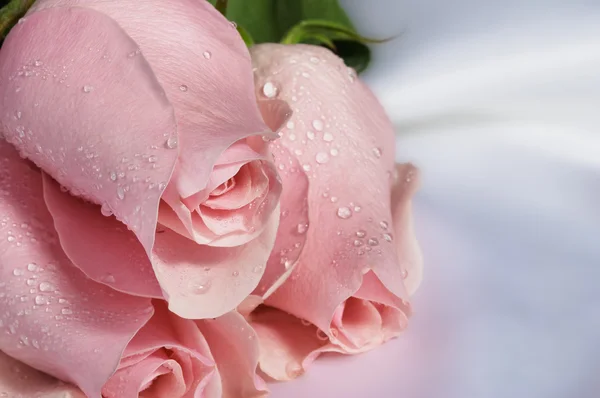 분홍빛 장미 꽃다발 — 스톡 사진