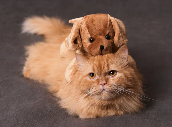 Кошка и игрушка — стоковое фото