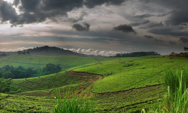 Herbata plantation w Ugandzie, pora deszczowa — Zdjęcie stockowe