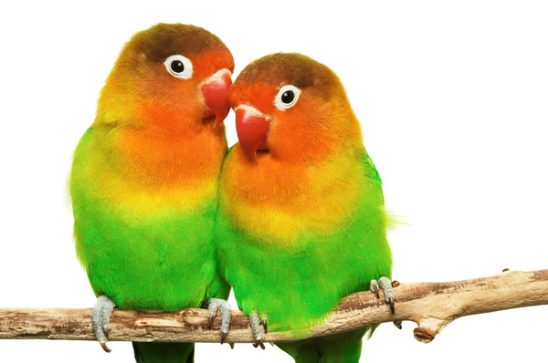 Пара влюблённых пташек агапорнис-фишери изолирована на белом Лицензионные Стоковые Фото