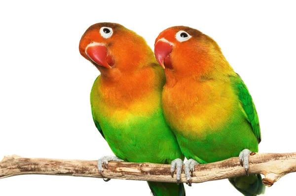 Пара влюблённых птиц Стоковое Изображение