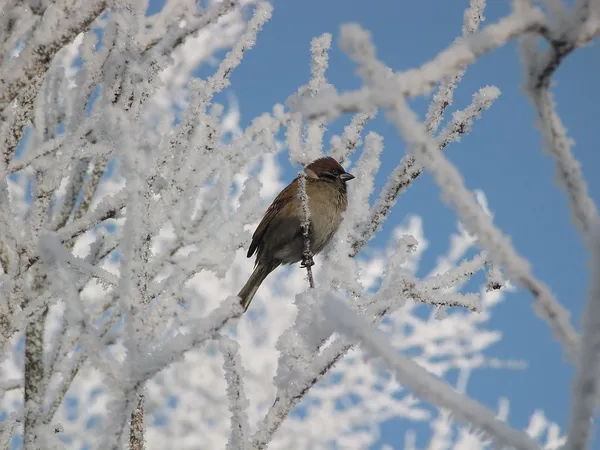 Sparrow — Stock Photo, Image