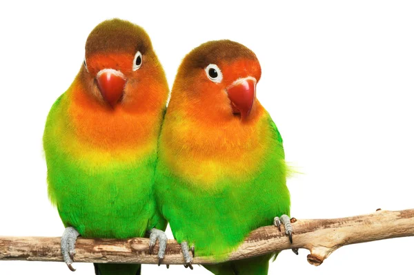 Пара влюблённых пташек агапорнис-фишери изолирована на белом Лицензионные Стоковые Изображения