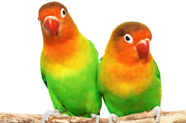 Muhabbet kuşları çifti - Stok İmaj