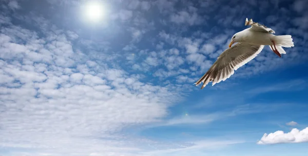 Blue sky and flaying seagull Stock Picture