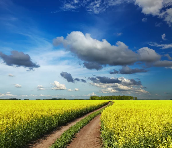 Blommande fält — Stockfoto