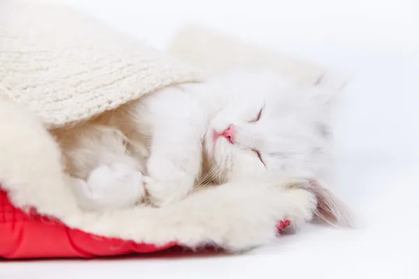 Sleeping kitty — Stock Photo, Image