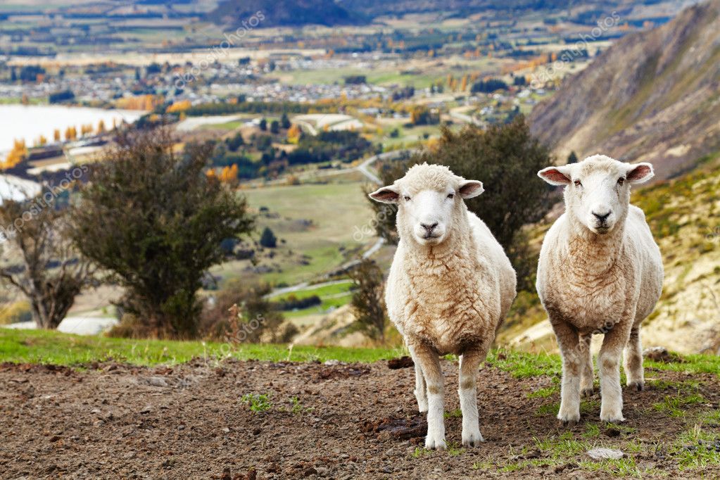 Resultado de imagen de ovejas nueva zelanda
