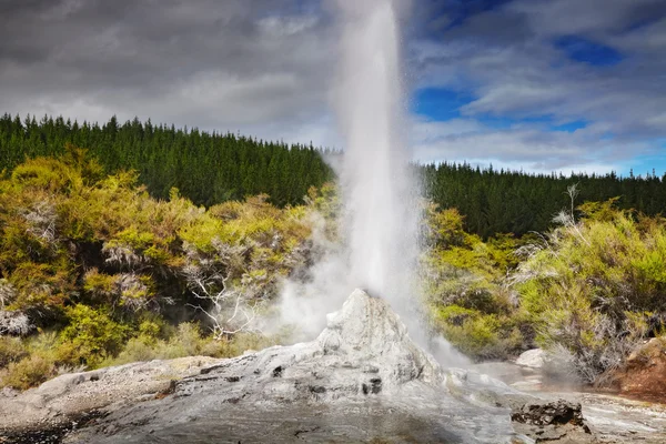 Lady Knox Geyser, Nouvelle-Zélande — Photo