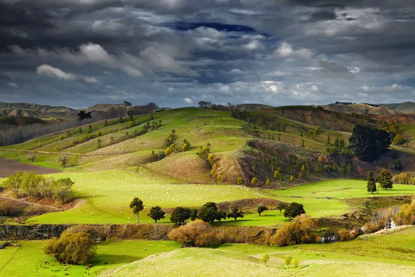 New Zealand landscape, North Island — Stock Photo, Image