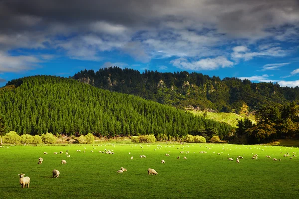 Nya Zeeland landskap, Nordön — Stockfoto