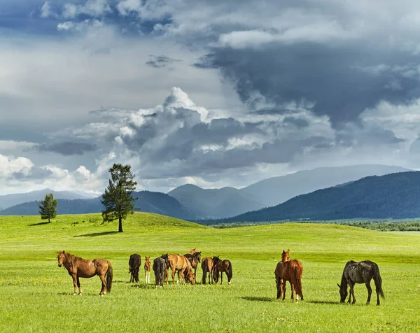 放牧马匹和暴风雨的乌云山风景 — 图库照片