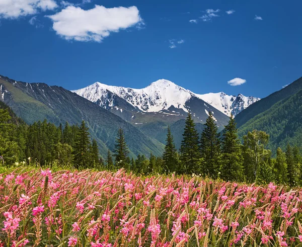 Krajina Kvetoucím Polem Modrou Oblohou Zasněženými Horami — Stock fotografie