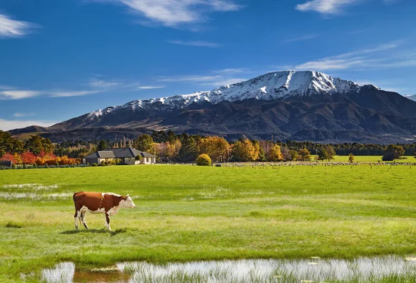 美しい谷 ニュージーランドの放牧羊や牛と農地 — ストック写真