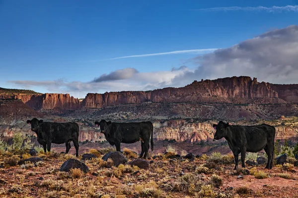 Grazing Vacas Livre Pasto Deserto Utah Eua Imagens Royalty-Free