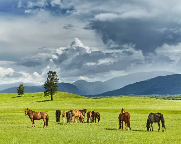 Paisagem Montanhosa Com Cavalos Pastagem Nuvens Tempestade Imagens De Bancos De Imagens