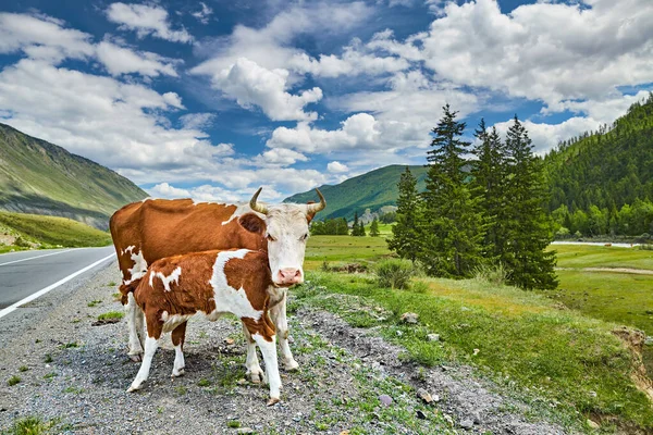 Matka Krowa Karmi Swoje Cielę Pięknej Górskiej Dolinie Obrazek Stockowy