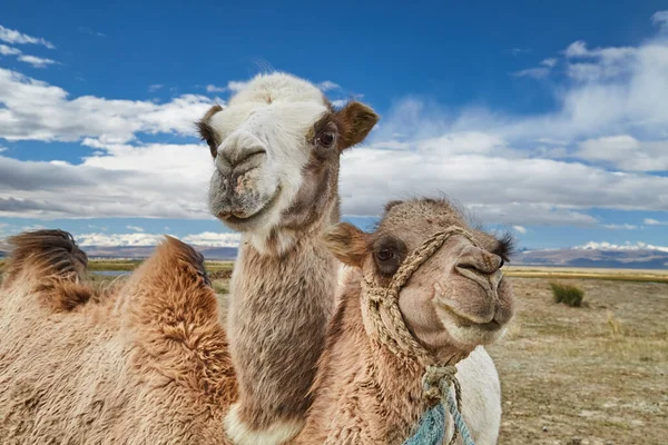 Δύο Βακτριανές Καμήλες Στην Έρημο Της Μογγολίας Εικόνα Αρχείου