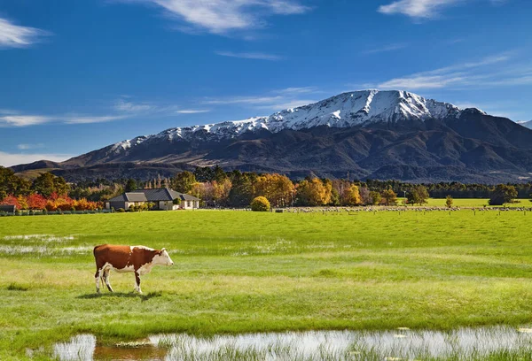 Mezőgazdasági Terület Legeltetett Juhokkal Tehenekkel Gyönyörű Völgyben South Island Zéland Jogdíjmentes Stock Képek