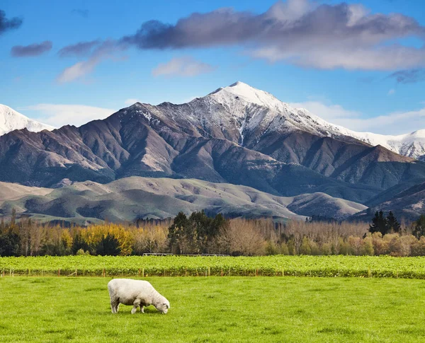 Tájkép Havas Hegyi Zöld Mező Legelő Juhok South Island Zéland Jogdíjmentes Stock Fotók