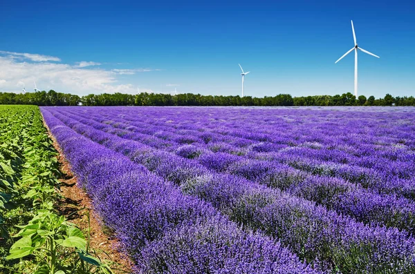 Lindo Campo Lavanda Florescendo Turbinas Eólicas Fundo Bulgária Fotografia De Stock