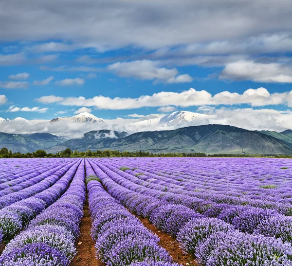 Landskap Med Vackra Blommande Lavendelfält Och Snöiga Berg — Stockfoto