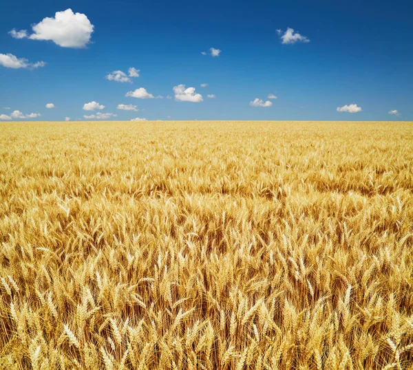 Campo Centeio Dourado Sobre Céu Azul Bulgária — Fotografia de Stock